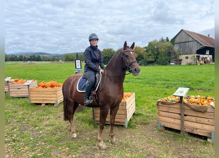 Freiberg / Franches Montagnes, Giumenta, 4 Anni, 158 cm, Sauro
