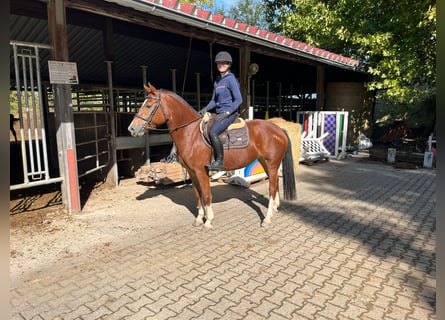Freiberg / Franches Montagnes, Giumenta, 5 Anni, 153 cm, Baio