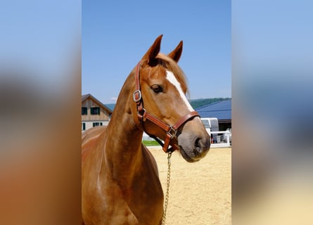 Freiberg / Franches Montagnes, Giumenta, 9 Anni, 155 cm, Sauro