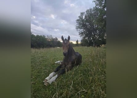 Freiberg / Franches Montagnes, Stallone, Puledri (04/2026), 155 cm, Baio scuro