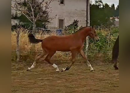 Freiberg / Franches Montagnes, Stallone, Puledri (03/2026), 157 cm, Baio