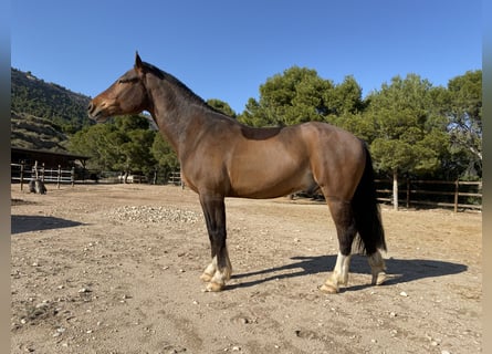 Freiberger, Caballo castrado, 10 años, 168 cm, Castaño oscuro