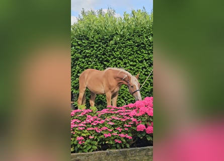 Freiberger, Caballo castrado, 1 año, 159 cm, Alazán