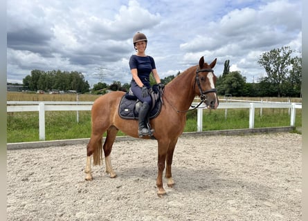 Freiberger, Caballo castrado, 3 años, 155 cm, Alazán