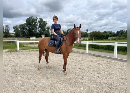 Freiberger, Caballo castrado, 3 años, 155 cm, Castaño