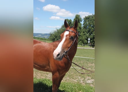 Freiberger, Caballo castrado, 3 años, 155 cm, Castaño