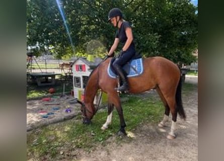Freiberger, Caballo castrado, 3 años, 156 cm, Castaño