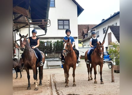 Freiberger, Caballo castrado, 3 años, 158 cm, Castaño