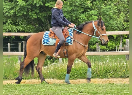 Freiberger, Caballo castrado, 3 años, 158 cm, Castaño