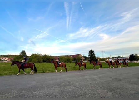 Freiberger, Caballo castrado, 3 años, 159 cm, Castaño