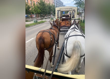 Freiberger, Caballo castrado, 3 años, 160 cm, Alazán