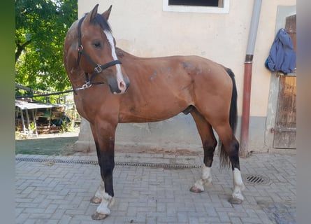 Freiberger, Caballo castrado, 3 años, 163 cm, Castaño