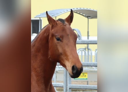 Freiberger, Caballo castrado, 4 años, 156 cm, Castaño