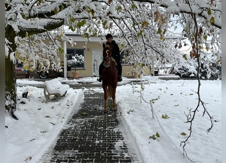 Freiberger, Caballo castrado, 4 años, 158 cm, Castaño