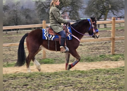 Freiberger Mestizo, Caballo castrado, 6 años, 155 cm, Castaño