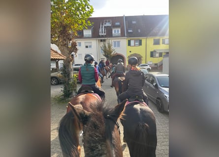 Freiberger, Caballo castrado, 6 años, 160 cm, Alazán