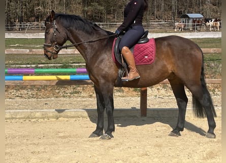 Freiberger, Caballo castrado, 6 años, 164 cm, Castaño