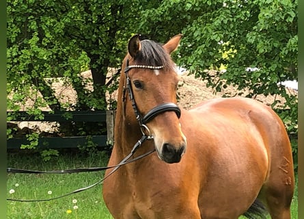 Freiberger, Caballo castrado, 7 años, 161 cm, Castaño