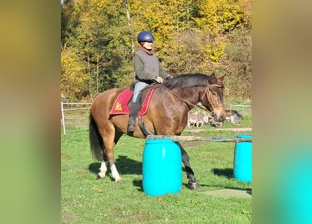 Freiberger, Gelding, 10 years, 15.2 hh, Brown