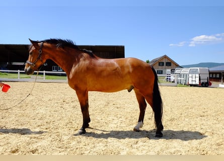 Freiberger, Gelding, 11 years, 15,1 hh, Brown