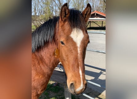 Freiberger, Gelding, 1 year, 15.3 hh, Brown