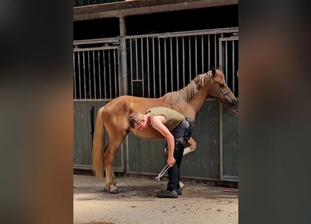 Freiberger, Gelding, 1 year, 15,2 hh, Chestnut-Red