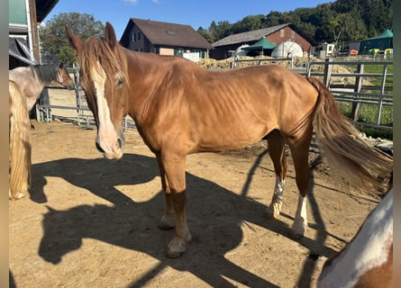 Freiberger, Gelding, 21 years, Chestnut-Red