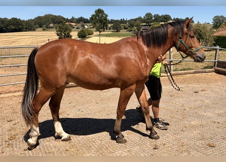 Freiberger, Gelding, 2 years, 15.1 hh, Brown