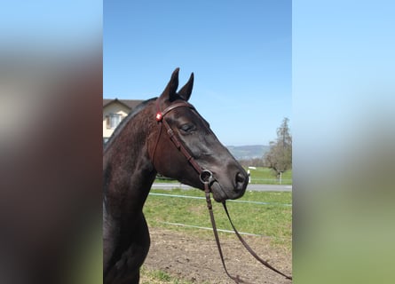 Freiberger, Gelding, 3 years, 15.1 hh, Bay-Dark