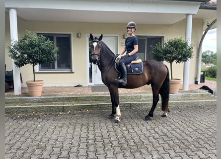 Freiberger, Gelding, 3 years, 15.1 hh, Bay-Dark