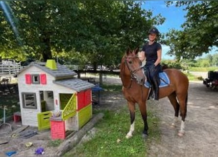 Freiberger, Gelding, 3 years, 15.1 hh, Brown