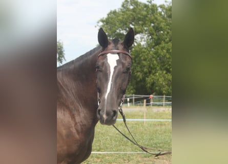 Freiberger, Gelding, 3 years, 15.1 hh, Smoky-Black