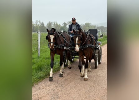 Freiberger, Gelding, 3 years, 15.2 hh, Bay-Dark