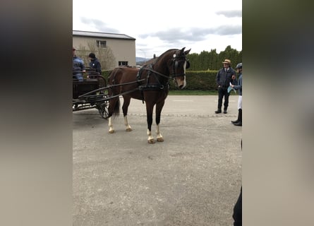 Freiberger, Gelding, 3 years, 15.2 hh, Bay-Dark
