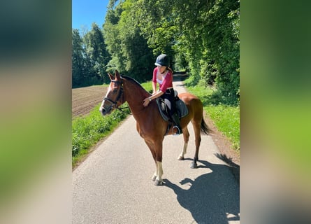 Freiberger, Gelding, 3 years, 15.2 hh, Brown