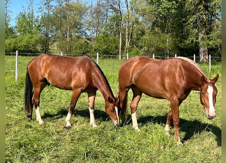 Freiberger, Gelding, 3 years, 15.2 hh, Brown