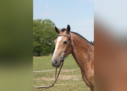 Freiberger, Gelding, 3 years, 15.2 hh, Can be white Freiberger, Gelding, 3 years, 15.2 hh, Can be white