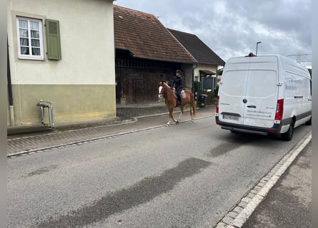 Freiberger, Gelding, 3 years, 15.2 hh, Chestnut-Red