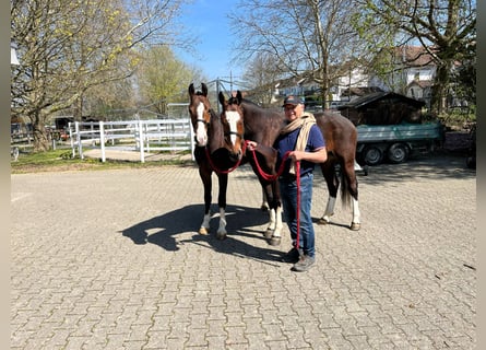 Freiberger, Gelding, 3 years, 15.3 hh, Bay-Dark