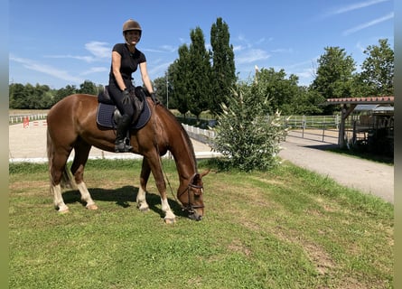 Freiberger, Wallach, 3 Jahre, 15,3 hh, Dunkelfuchs