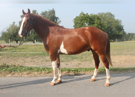 Freiberger, Gelding, 3 years, 15.3 hh, Chestnut-Red