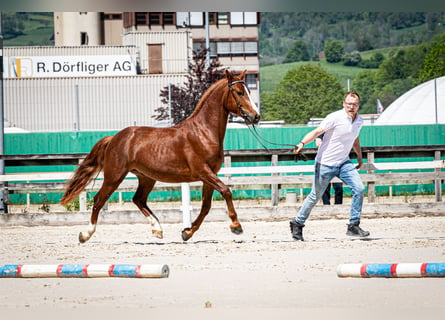 Freiberger, Gelding, 3 years, 15 hh, Chestnut-Red