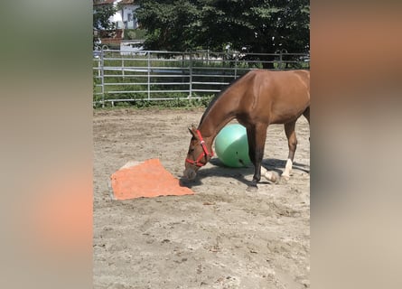 Freiberger, Gelding, 3 years, 15,1 hh, Brown