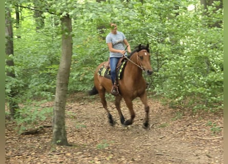 Freiberger, Gelding, 3 years, 15,2 hh, Brown