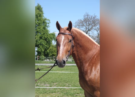 Freiberger, Gelding, 3 years, 15,2 hh, Chestnut-Red