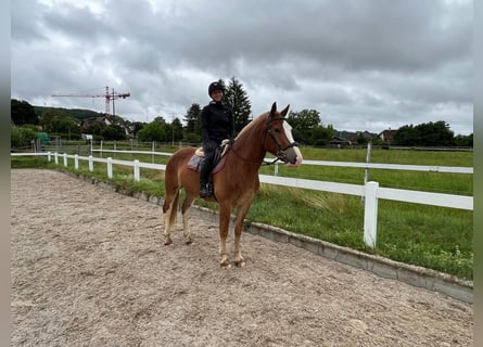Freiberger, Gelding, 3 years, 15,2 hh, Chestnut-Red