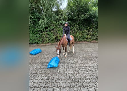 Freiberger, Gelding, 3 years, 15,2 hh, Chestnut-Red