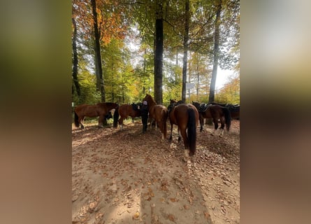 Freiberger, Gelding, 3 years, 15,2 hh, Chestnut-Red