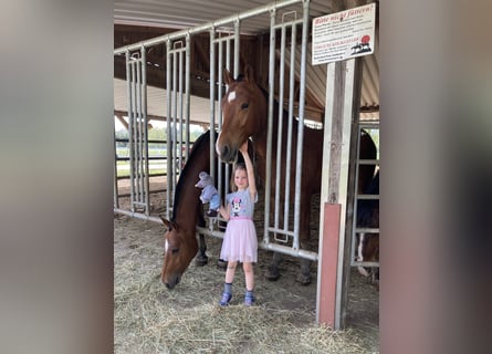 Freiberger, Gelding, 3 years, 16 hh, Brown