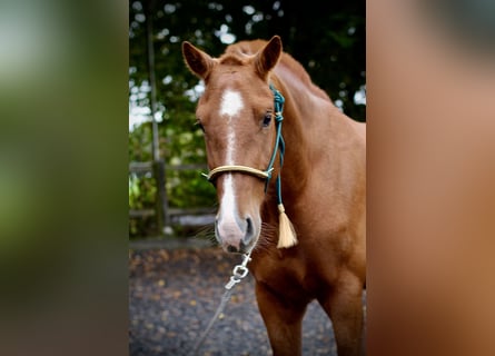 Freiberger, Gelding, 3 years, 16 hh, Chestnut-Red